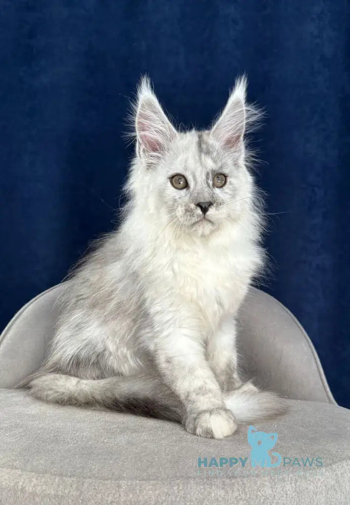 Catkin Maine Coon male black silver live animals