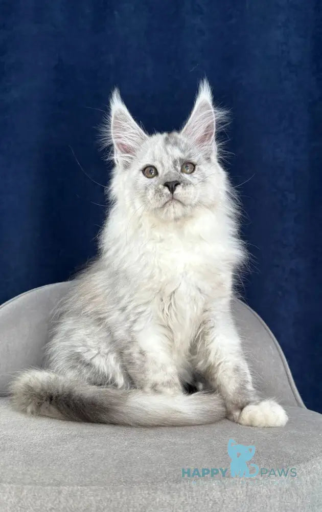 Catkin Maine Coon male black silver live animals