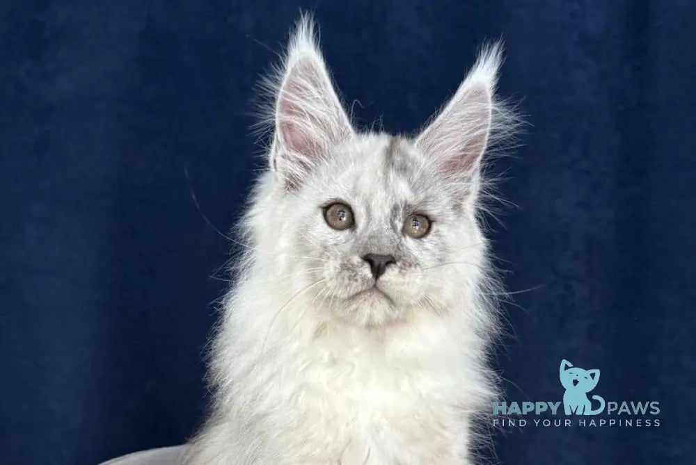 Catkin Maine Coon male black silver live animals