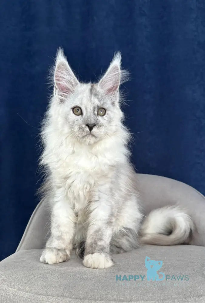 Catkin Maine Coon male black silver live animals