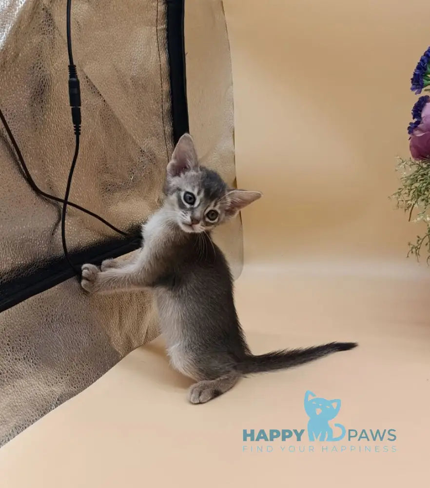 Catrina Abyssinian female blue live animals