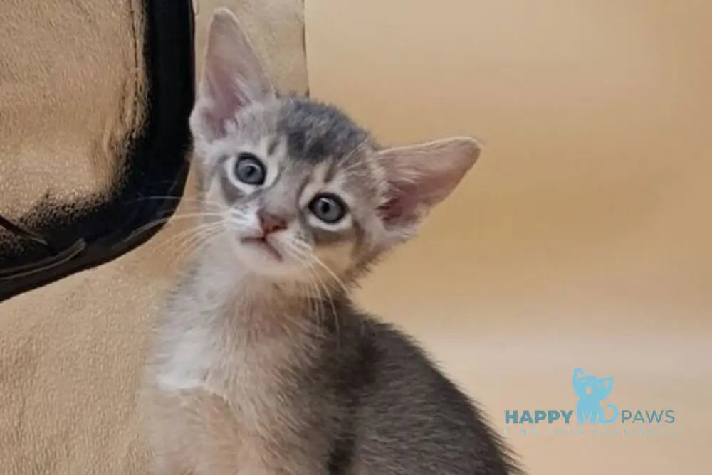 Catrina Abyssinian female blue live animals