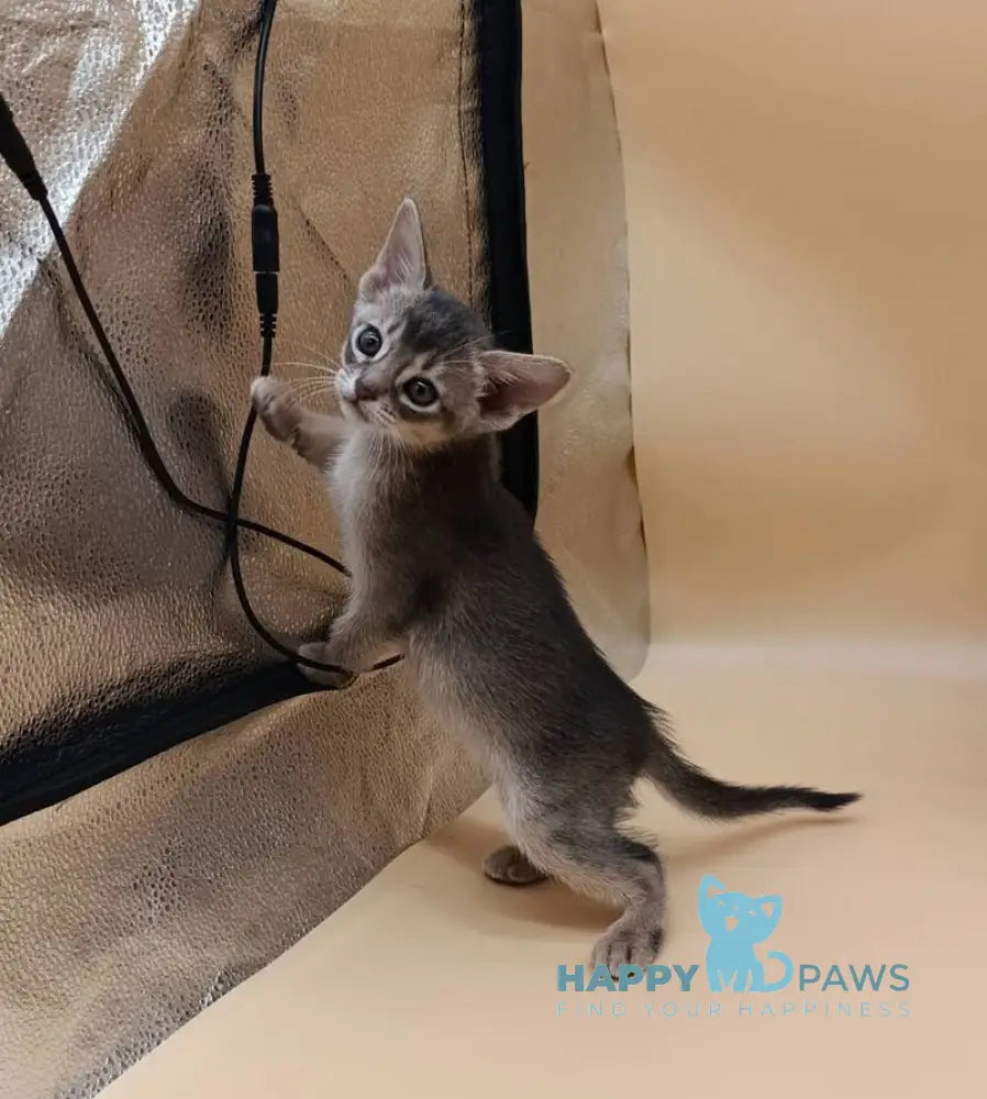 Catrina Abyssinian female blue live animals