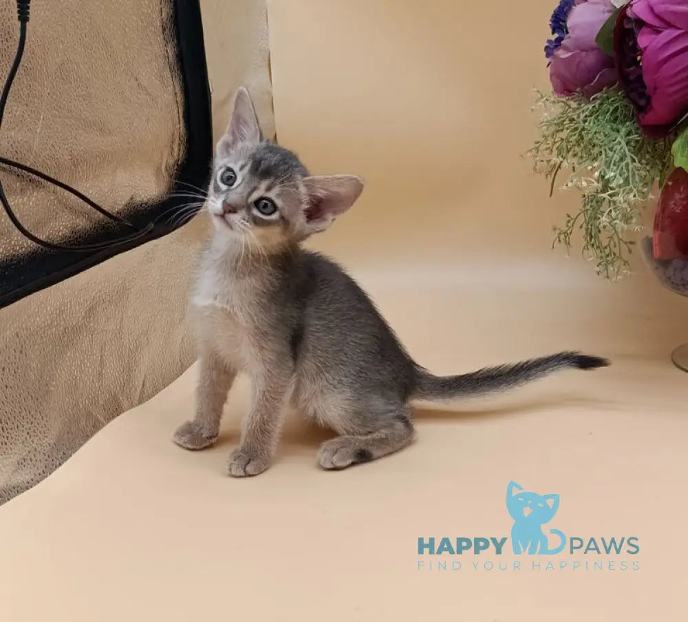 Catrina Abyssinian female blue live animals