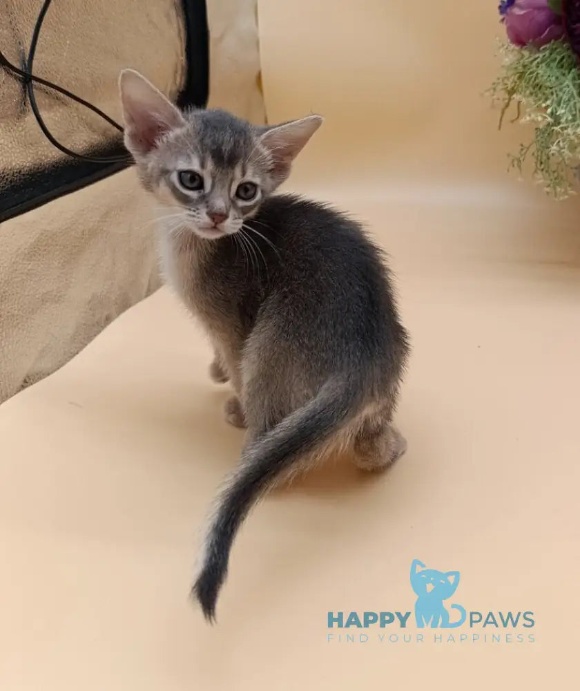 Catrina Abyssinian female blue live animals