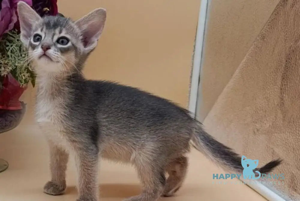 Catrina Abyssinian female blue live animals