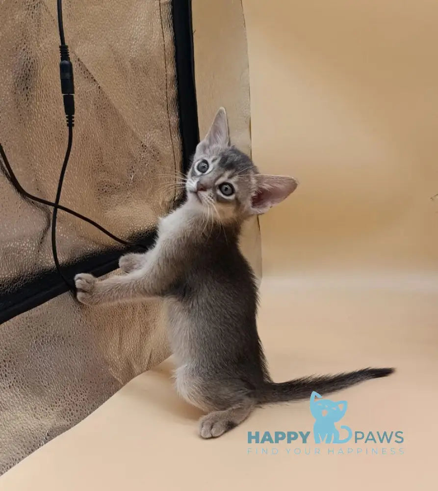 Catrina Abyssinian female blue live animals