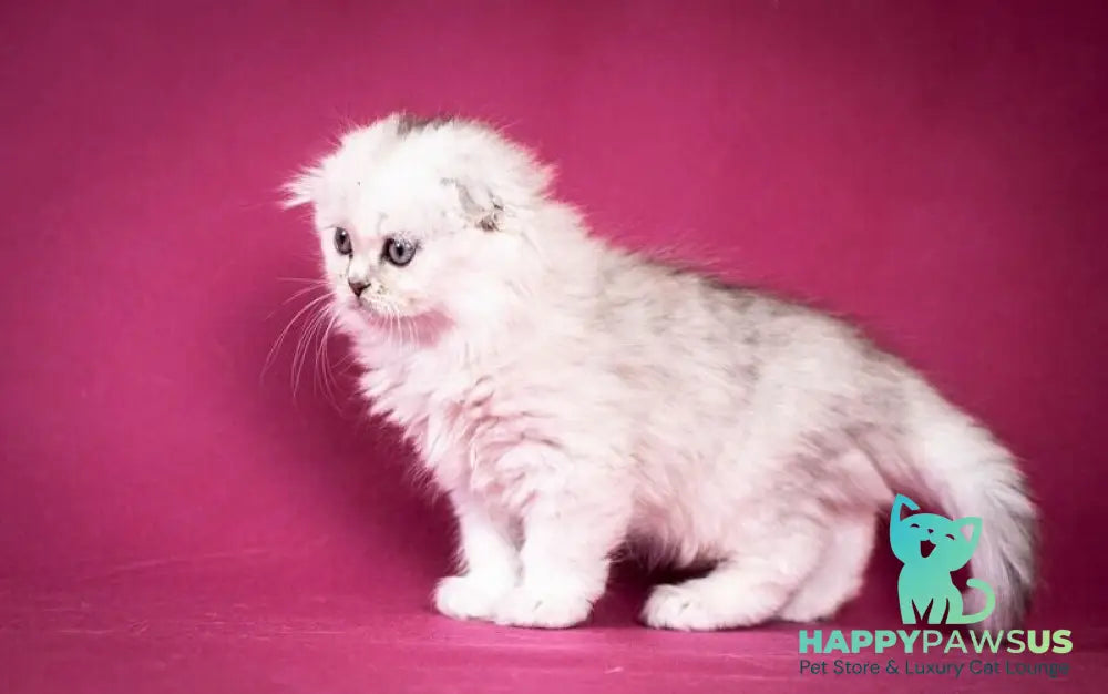 Catrina Scottish Fold female black silver shaded - live animals