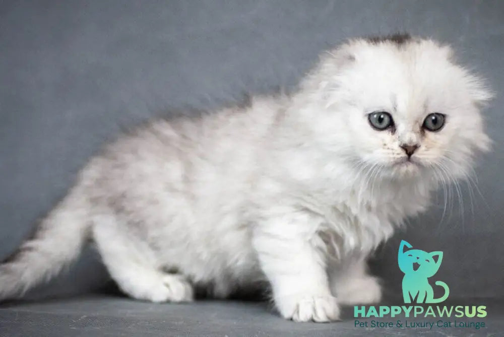 Catrina Scottish Fold female black silver shaded - live animals