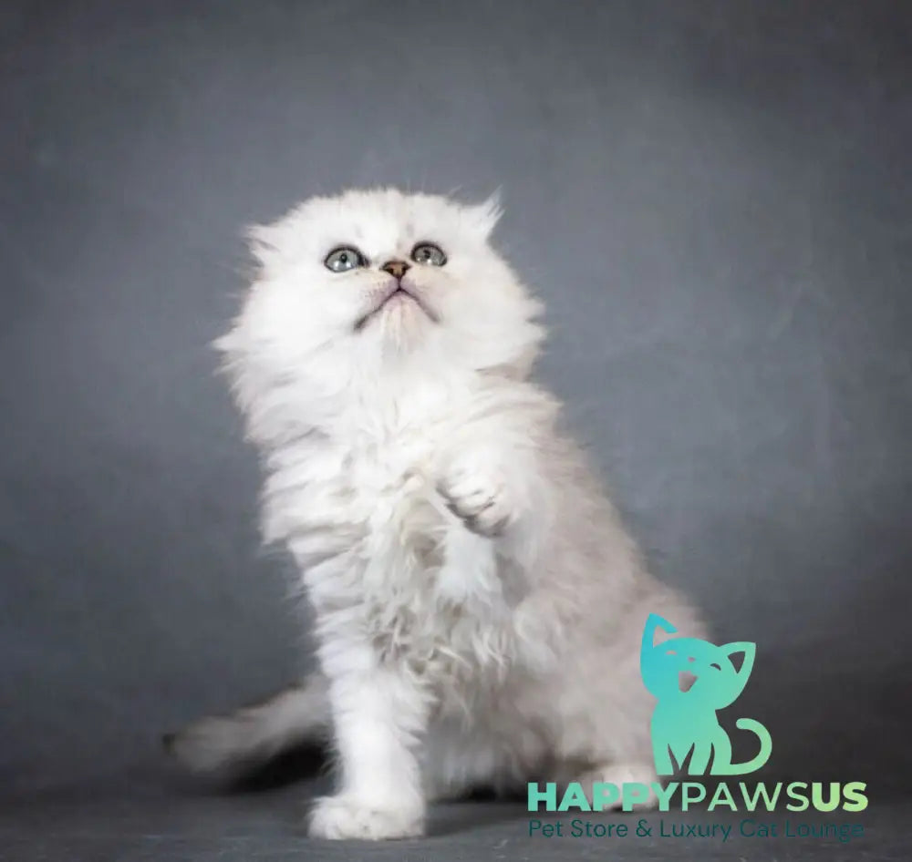 Catrina Scottish Fold female black silver shaded - live animals