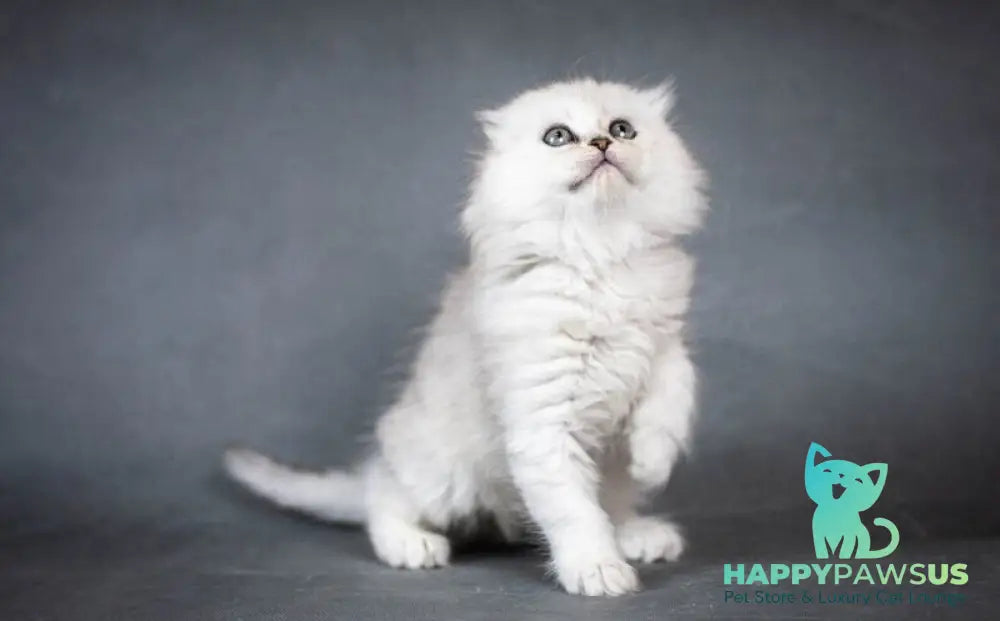 Catrina Scottish Fold female black silver shaded - live animals