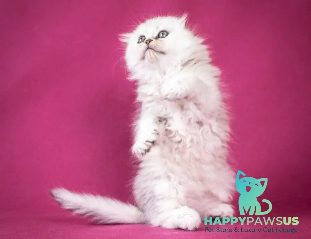 Catrina Scottish Fold female black silver shaded - live animals