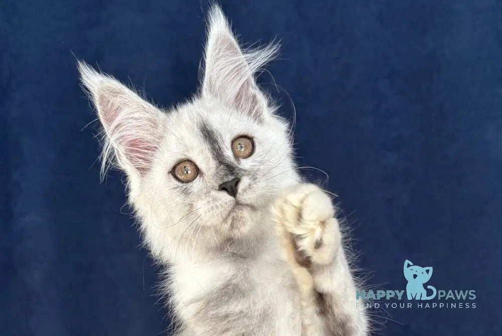 Cattilla Maine Coon female black silver live animals