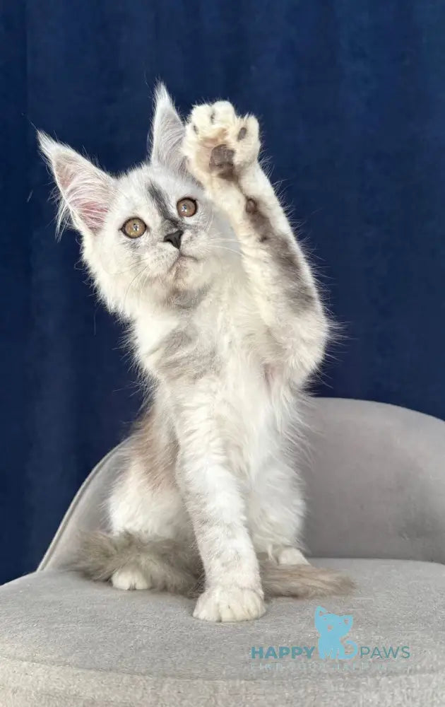 Cattilla Maine Coon female black silver live animals