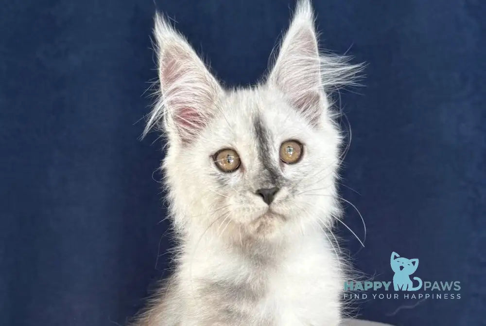 Cattilla Maine Coon female black silver live animals