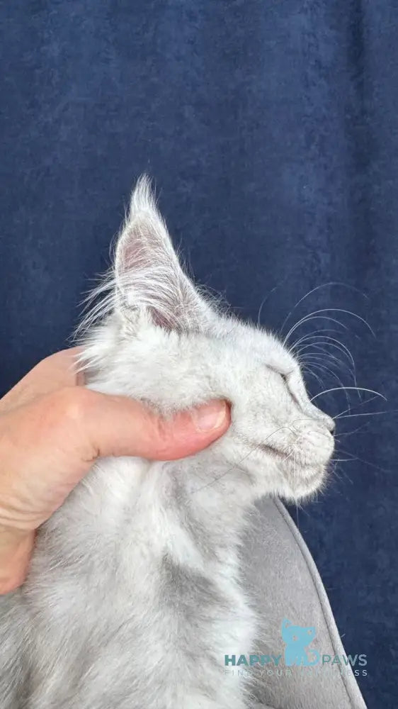 Cattilla Maine Coon female black silver live animals