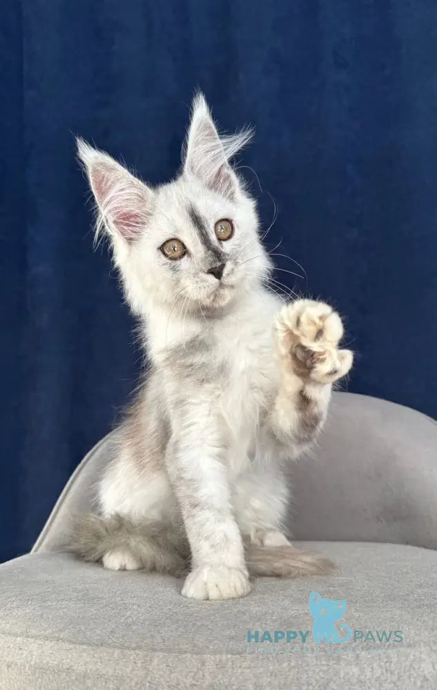 Cattilla Maine Coon female black silver live animals