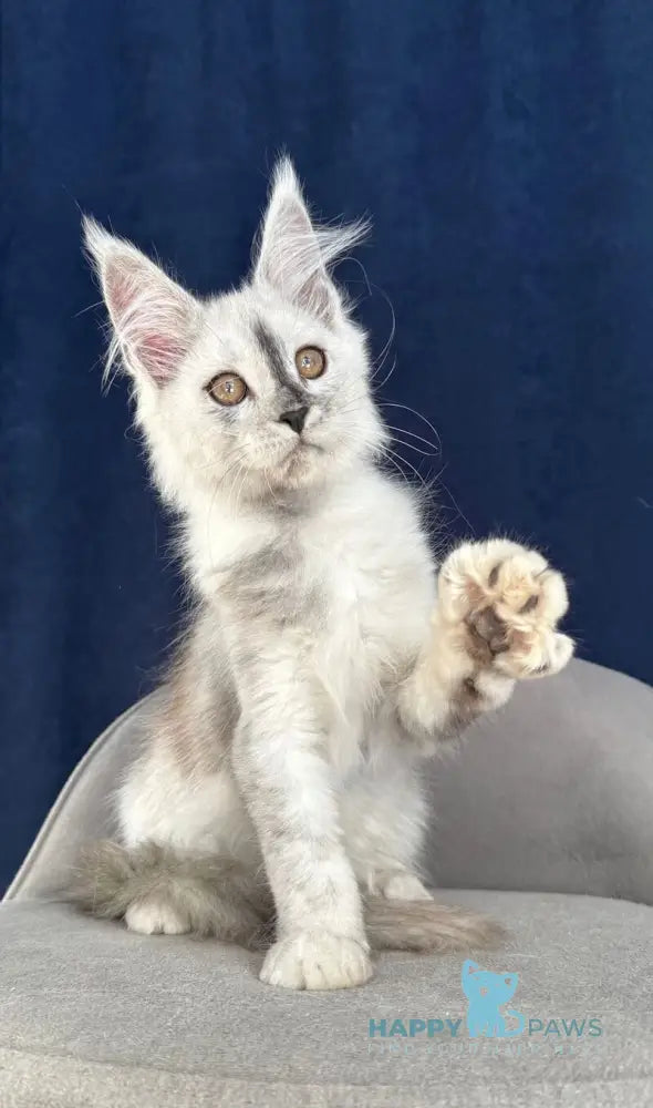 Cattilla Maine Coon female black silver live animals