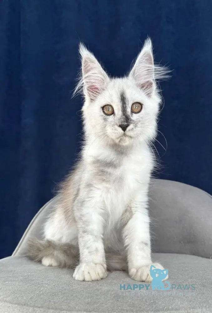 Cattilla Maine Coon female black silver live animals