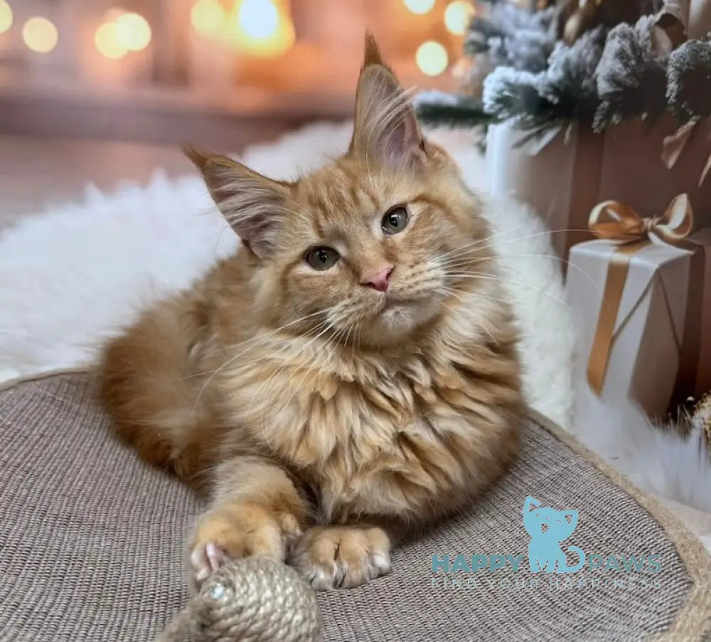 Catu Maine Coon male red live animals