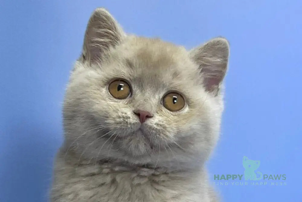 Caya British Shorthair female lilac live animals