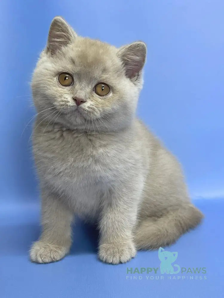 Caya British Shorthair female lilac live animals