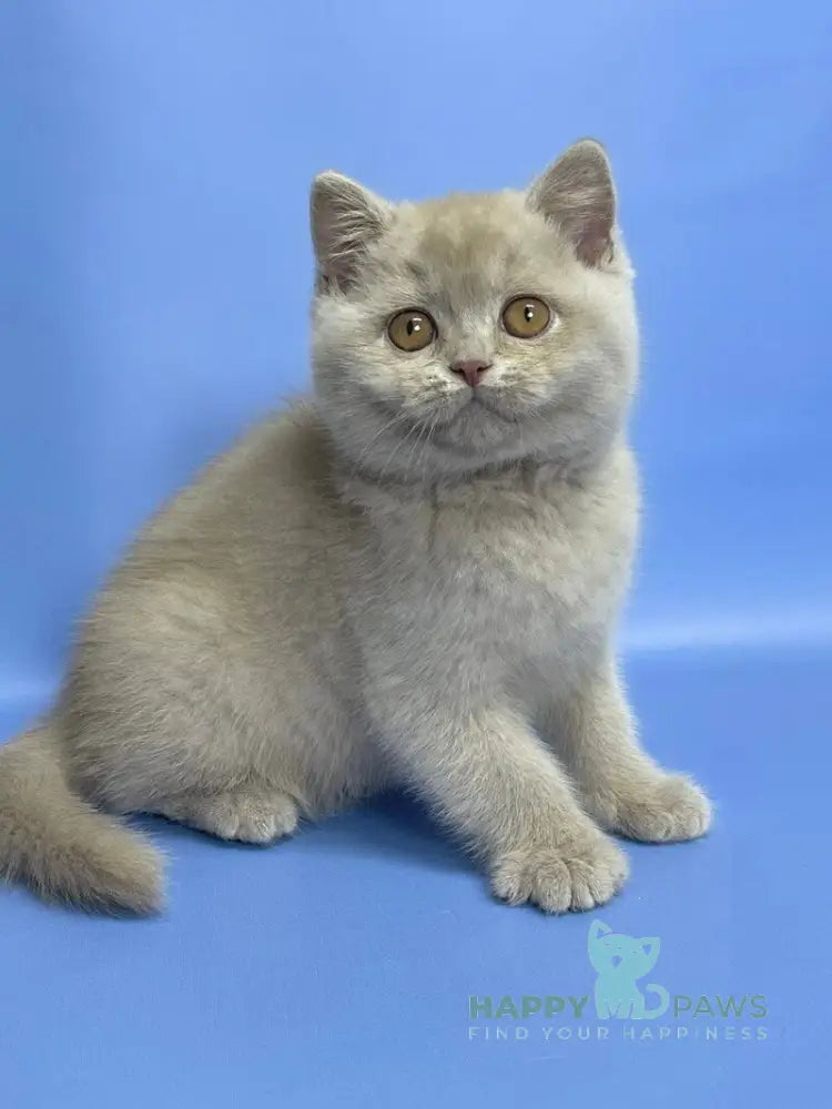 Caya British Shorthair female lilac live animals