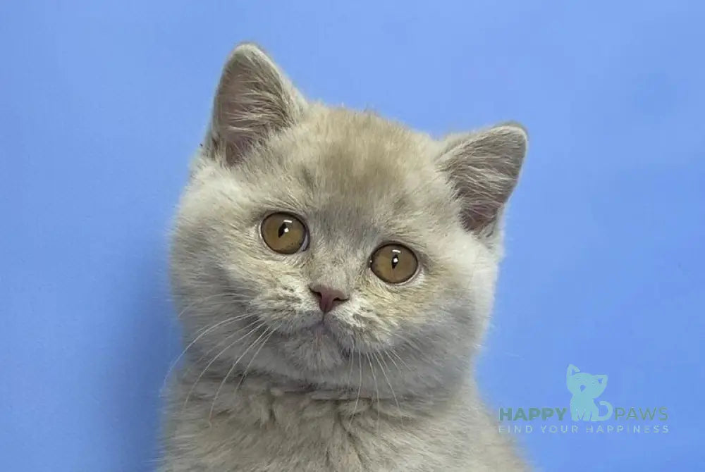 Caya British Shorthair female lilac live animals