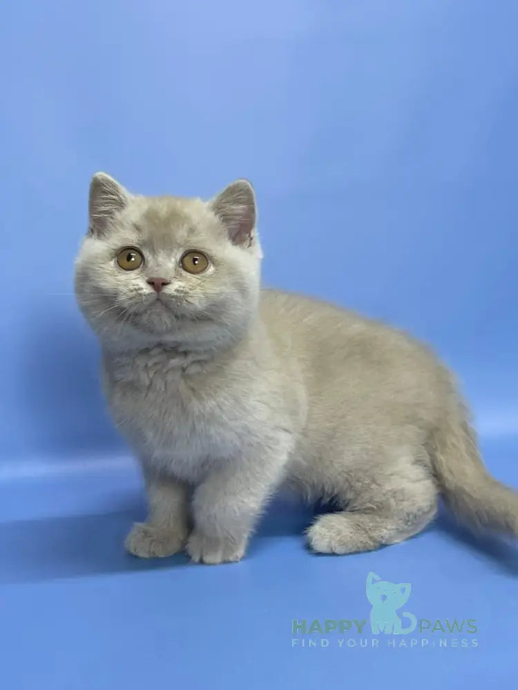 Caya British Shorthair female lilac live animals