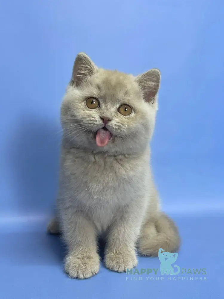 Caya British Shorthair female lilac live animals