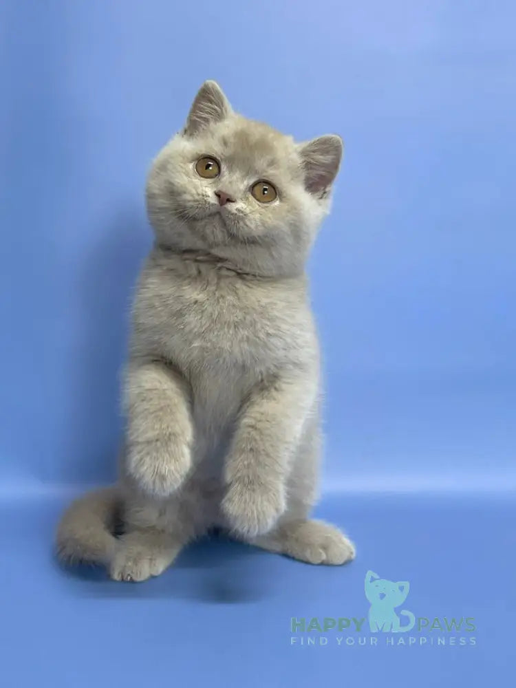 Caya British Shorthair female lilac live animals