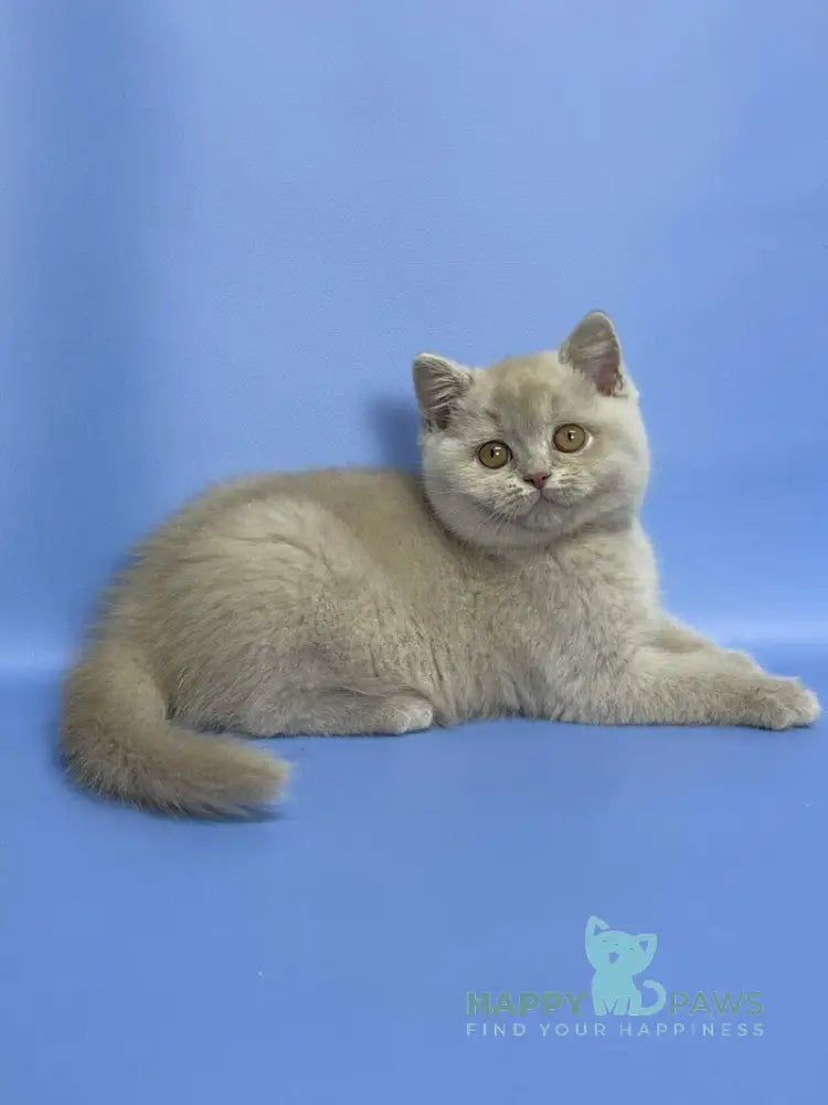 Caya British Shorthair female lilac live animals