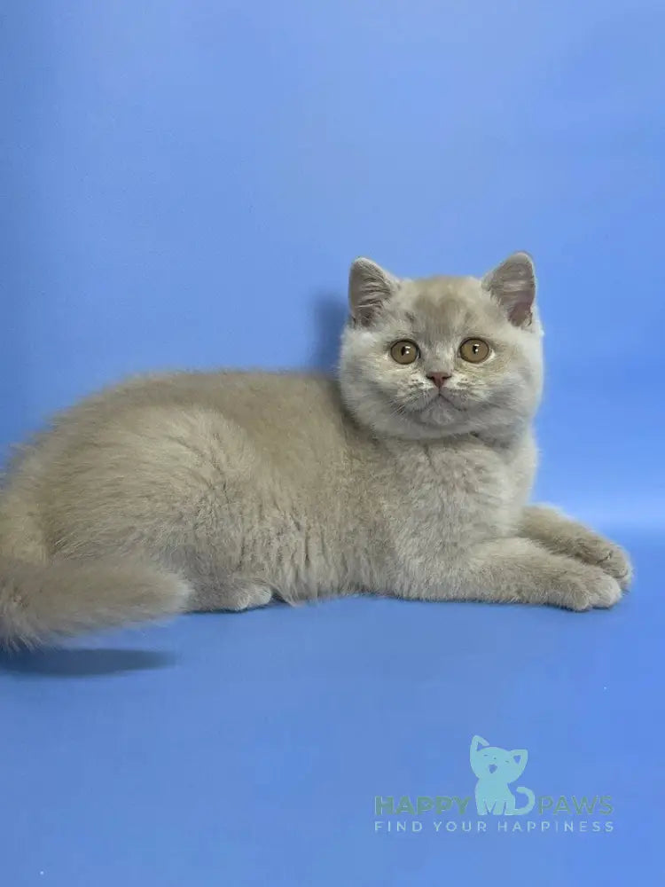 Caya British Shorthair female lilac live animals