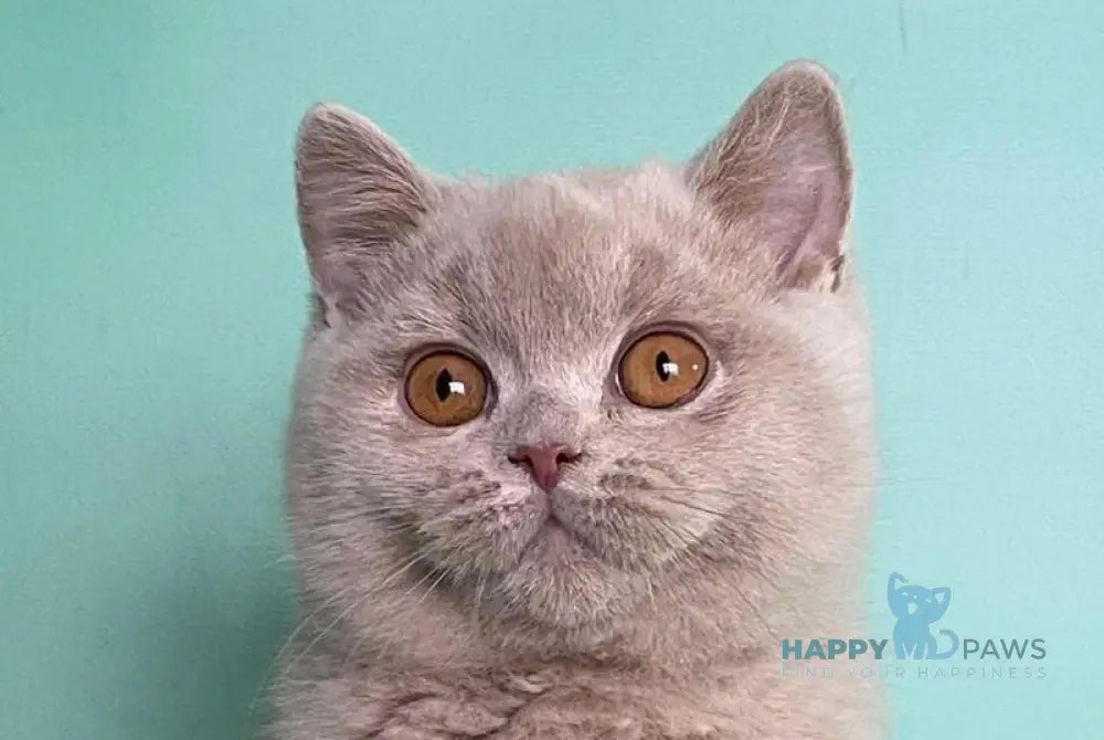 Caya British Shorthair female lilac live animals