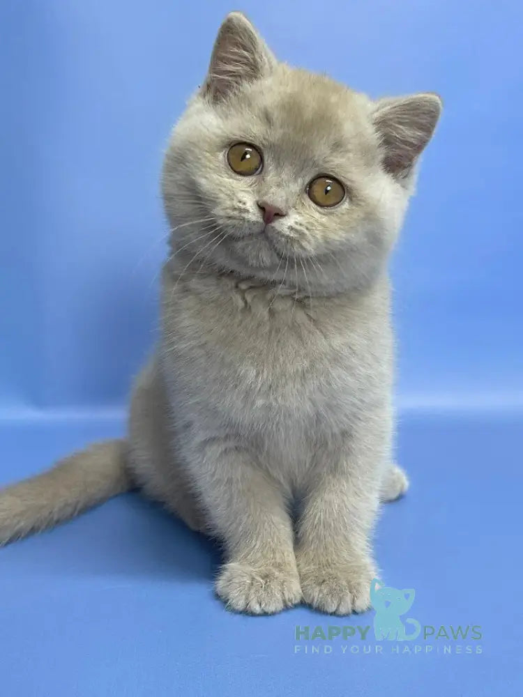Caya British Shorthair female lilac live animals
