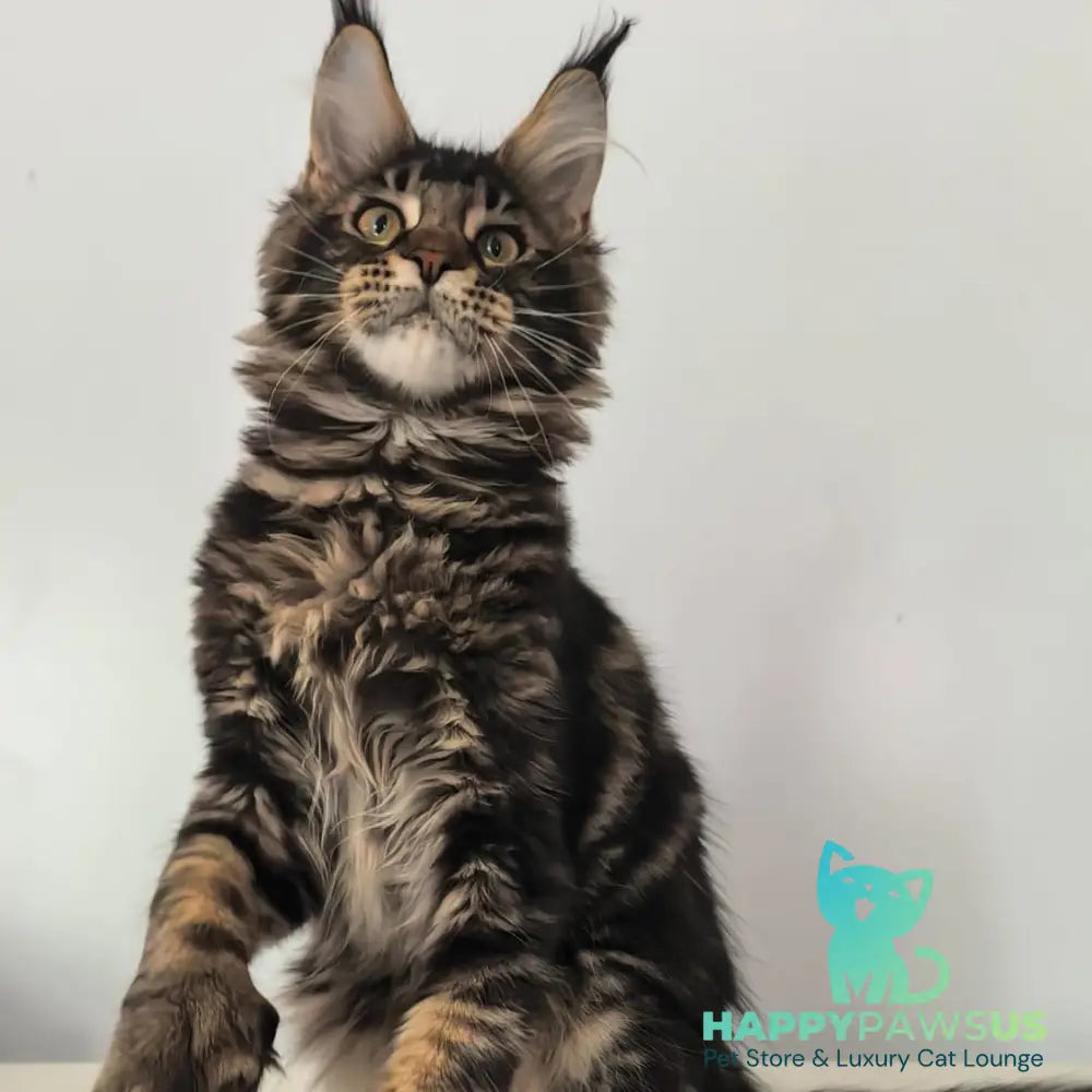 Ceasar Maine Coon polydactyl 6x6x6x6 male black tabby - live animals