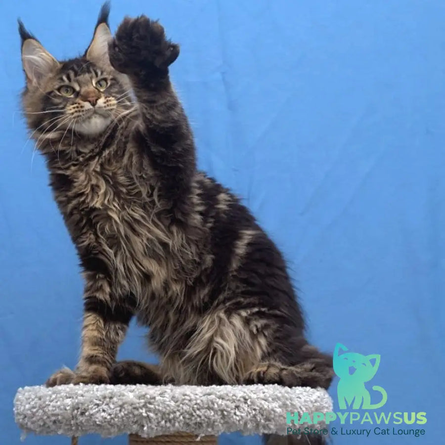 Ceasar Maine Coon polydactyl 6x6x6x6 male black tabby - live animals