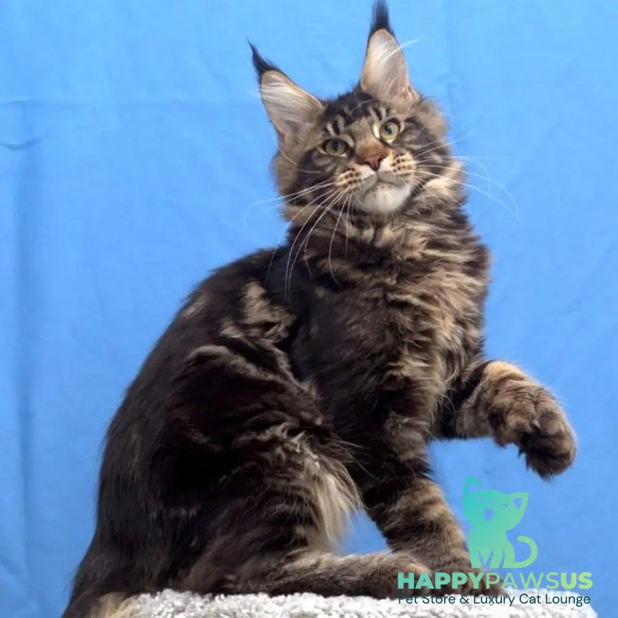 Ceasar Maine Coon polydactyl 6x6x6x6 male black tabby - live animals