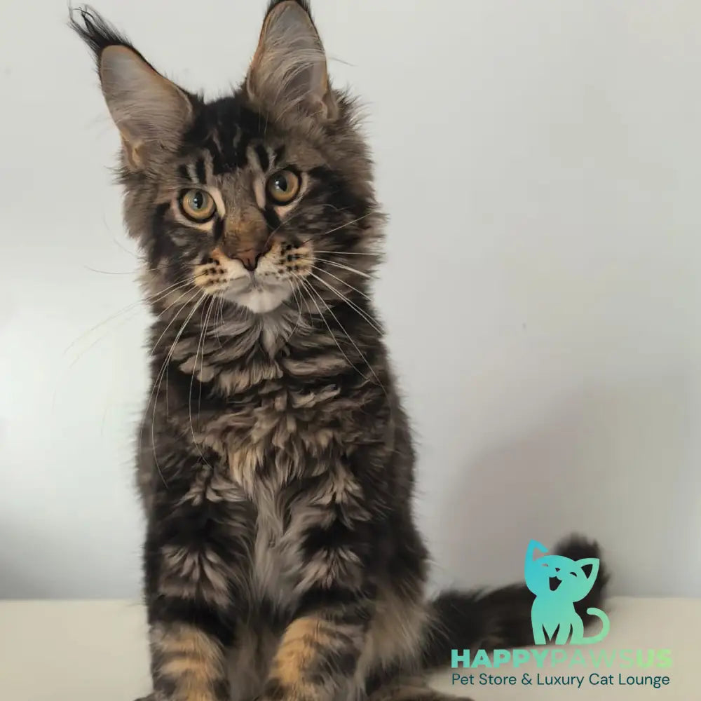 Ceasar Maine Coon polydactyl 6x6x6x6 male black tabby - live animals