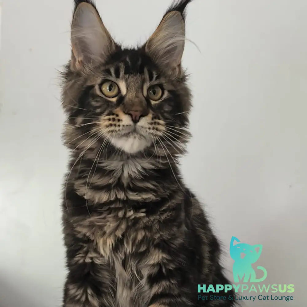 Ceasar Maine Coon polydactyl 6x6x6x6 male black tabby - live animals