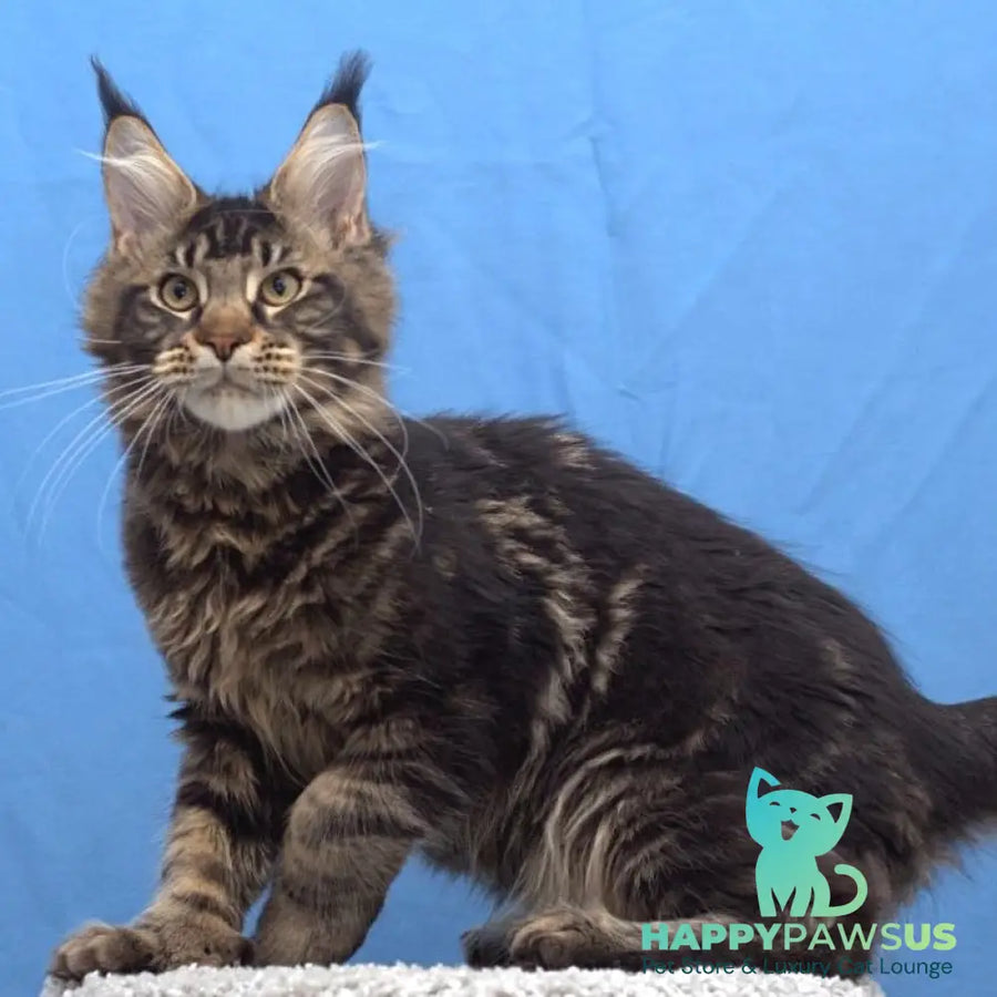 Ceasar Maine Coon polydactyl 6x6x6x6 male black tabby - live animals