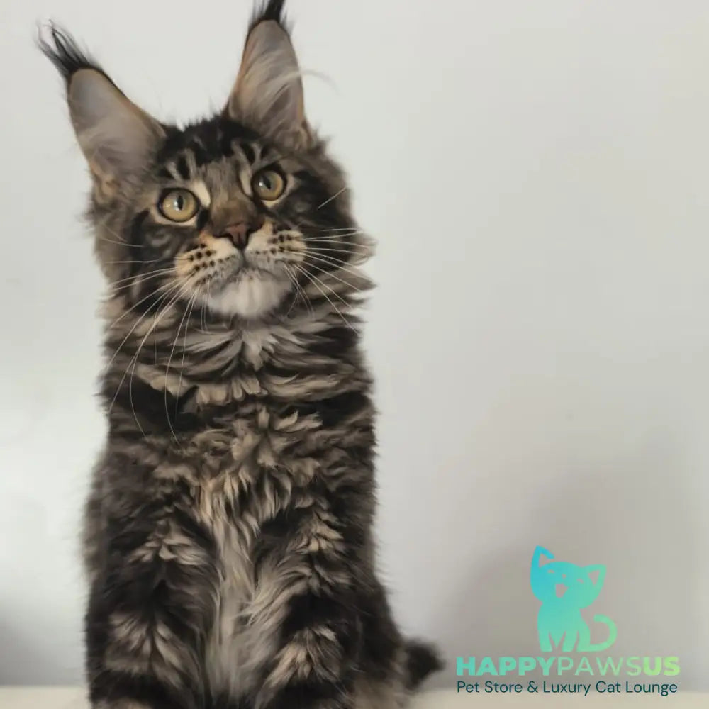 Ceasar Maine Coon polydactyl 6x6x6x6 male black tabby - live animals