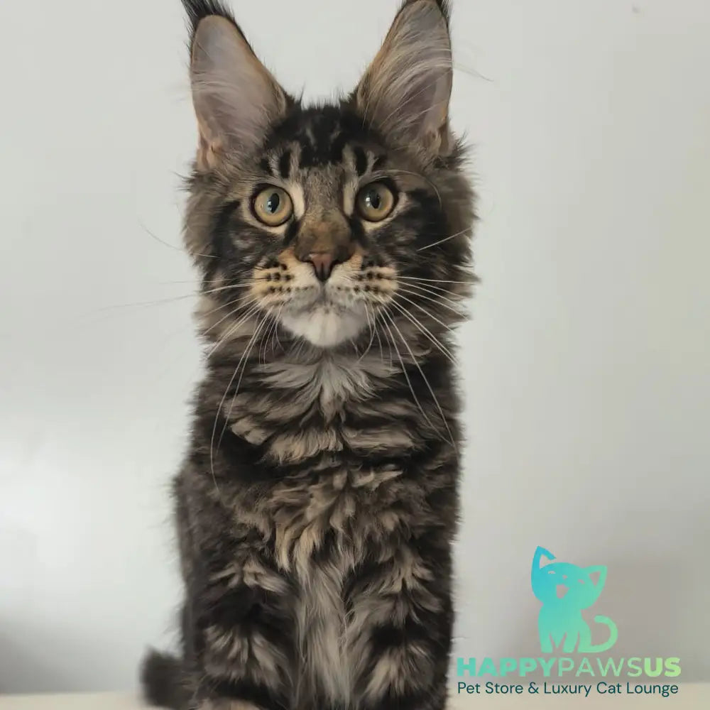 Ceasar Maine Coon polydactyl 6x6x6x6 male black tabby - live animals