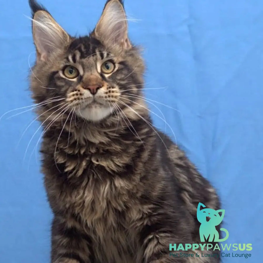 Ceasar Maine Coon polydactyl 6x6x6x6 male black tabby - live animals