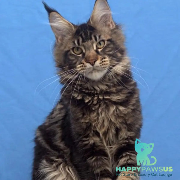 Ceasar Maine Coon polydactyl 6x6x6x6 male black tabby - live animals