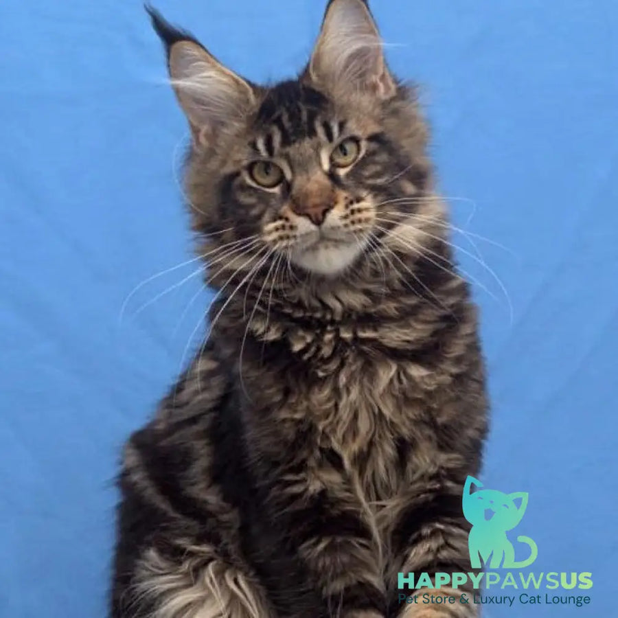 Ceasar Maine Coon polydactyl 6x6x6x6 male black tabby - live animals