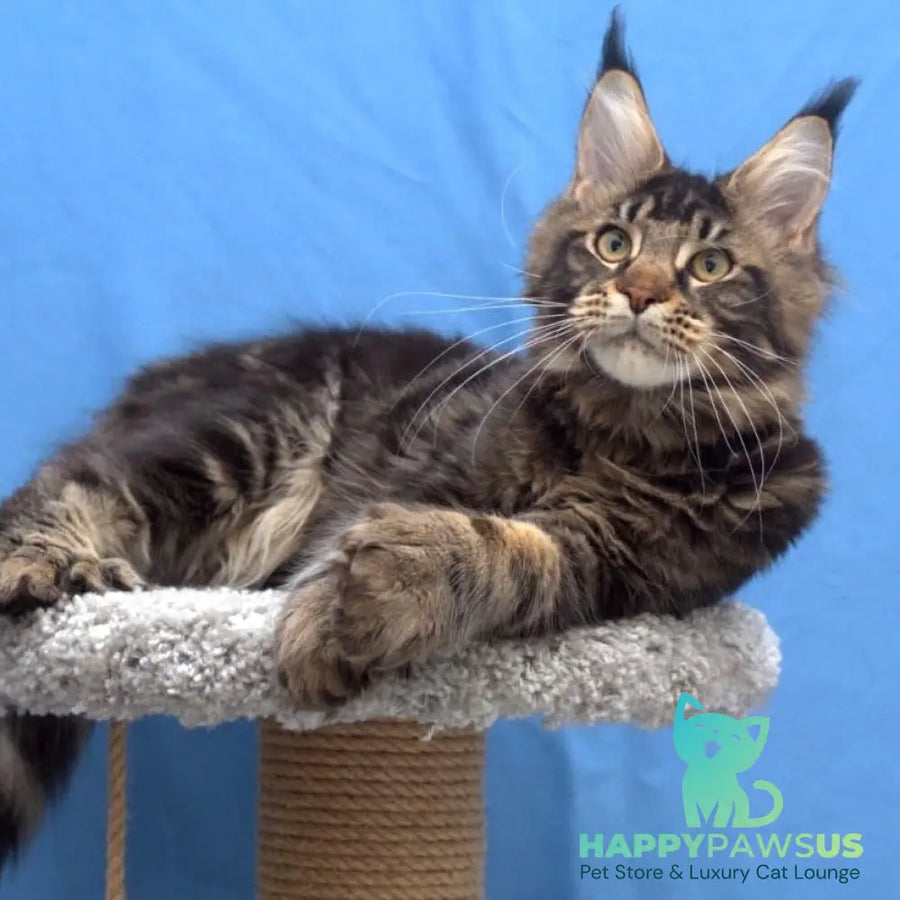 Ceasar Maine Coon polydactyl 6x6x6x6 male black tabby - live animals