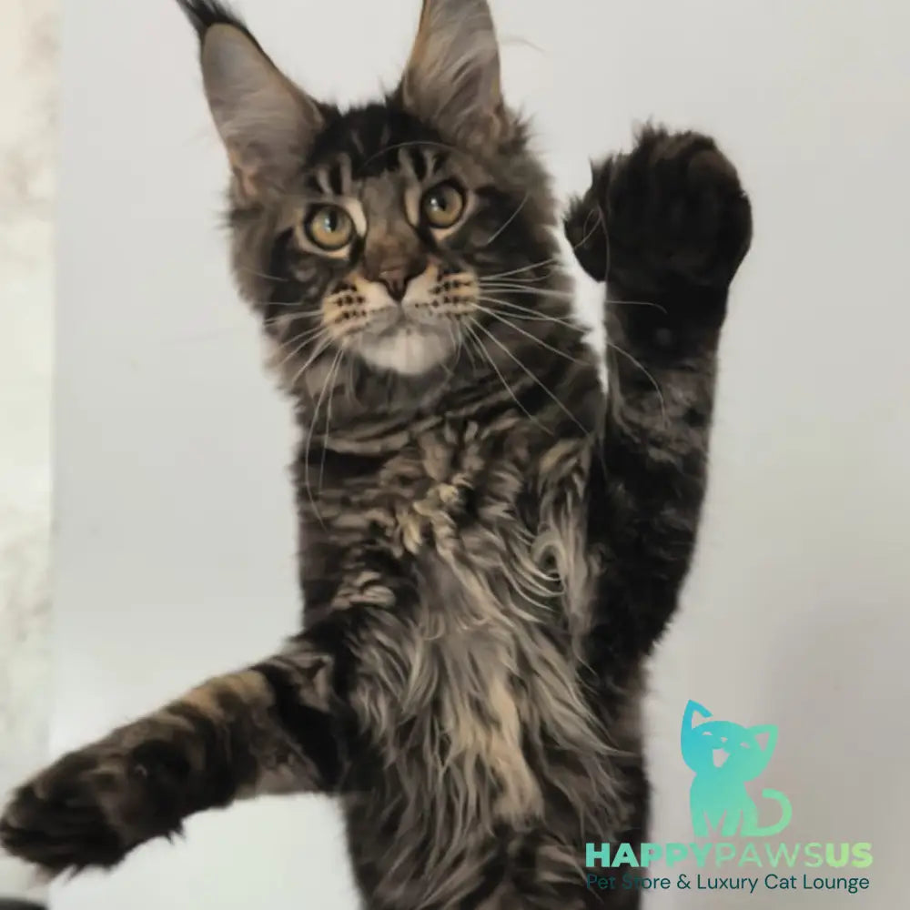 Ceasar Maine Coon polydactyl 6x6x6x6 male black tabby - live animals