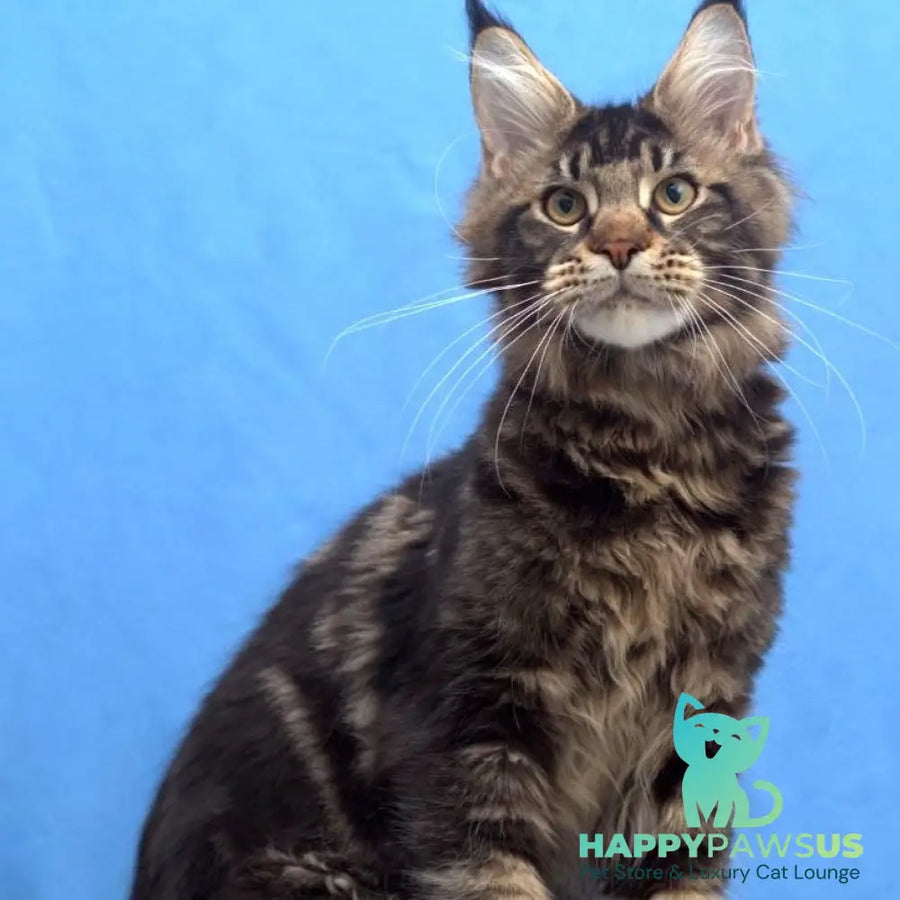 Ceasar Maine Coon polydactyl 6x6x6x6 male black tabby - live animals