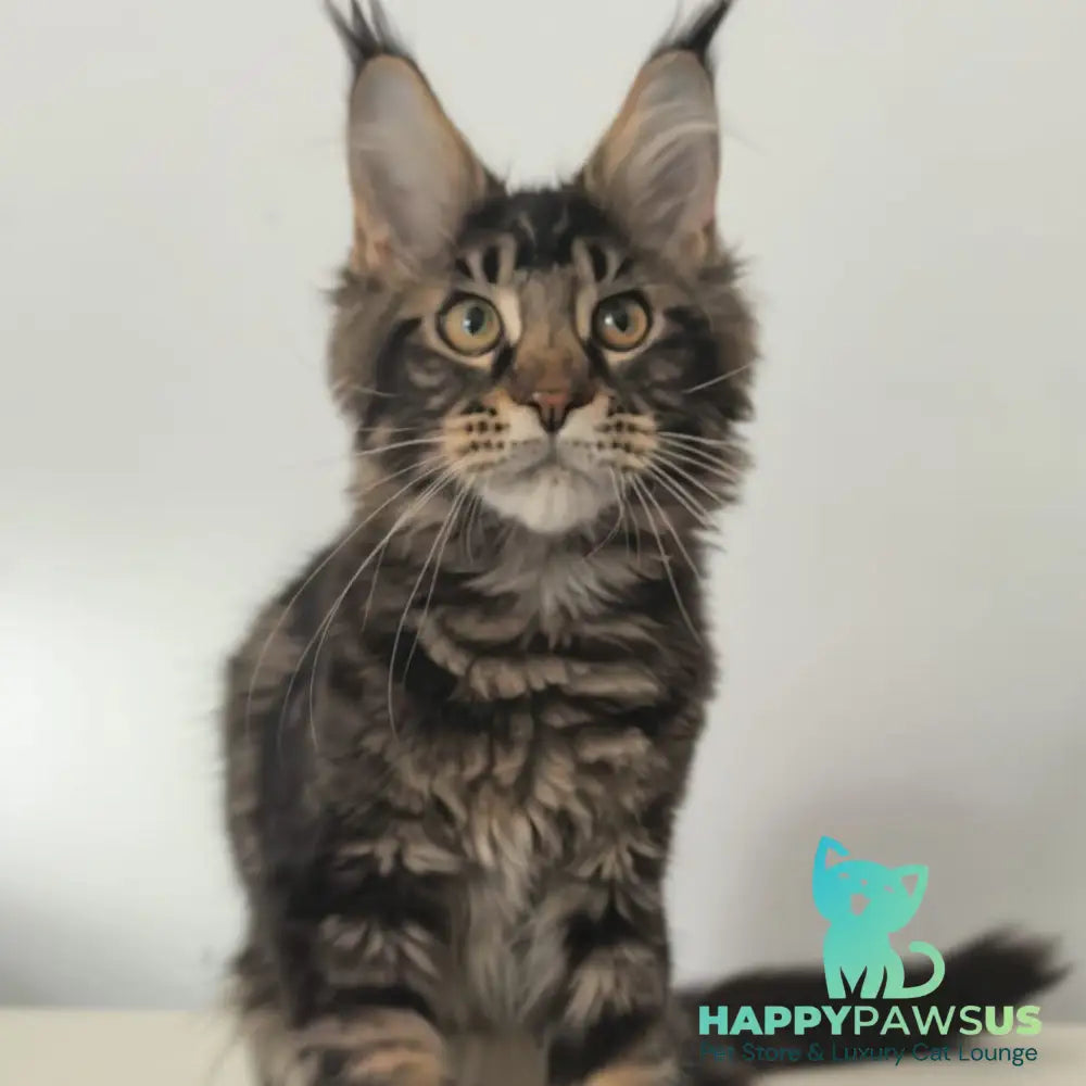 Ceasar Maine Coon polydactyl 6x6x6x6 male black tabby - live animals